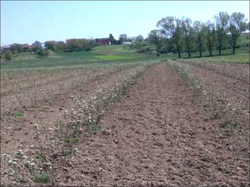 Prva godina nakon sadnje trogodišnjih sadnica u tlo koje je godinu dana pripremano za ekološki uzgoj